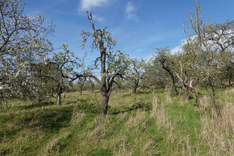 A traditional orchard in spring - there are old trees just about to burst into blossom, grass underneath and a sunny blue sky above