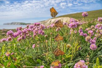 A photo of a glanville fritillary flight sequence - it's a sunny day with light clouds in the sky and the butterfly is amidst pinky-coloured flowers with the sea and cliffs in the background