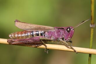 A purple-and-brown grasshopper perched on a dry grass stem, shown in close-up with textured wings, striped abdomen, large compound eye and long antennae against a soft green background.