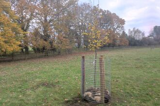 A photo showing a newly planted tree with yellow leaves surrounded by metal fencing held up by two posts in a green space with a line of autumn trees behind it