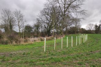 A line of newly planted trees with treeguards around them in a field with bare trees and hedges behind
