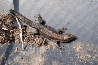 A photo of a common lizard with brown and grey scaly skin on a black mat