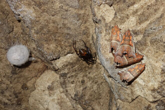 4 herland moths (bronze/orange in colour with jagged edges to the wings) are hibernating on a cave wall. To their left is a cave spider and to its left is a spider egg sac.
