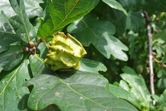 A nobbly, green knopper gall amongst darker green leaves of oak