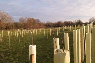 A photo showing a large field with many long rows of newly planted trees with large trees in the background and a cloudy sky with sunlight shining on the sides of the tree guards