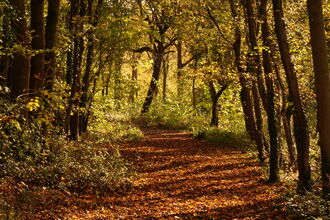 A woodland with autumn leaves on a path and a sunlit glow coming through the trees