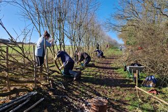 A photo showing volunteers kneeling working on hedge laying along a line of bare trees with bright blue sky and a field behind