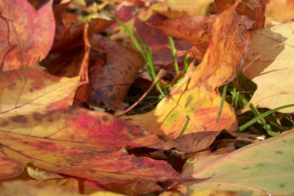 Leaves on the floor by Eden Jackson