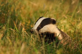 A young adult badger in evening light by Andrew Parkinson/2020VISION