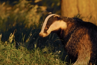 Badger by Andrew Parkinson/2020VISION