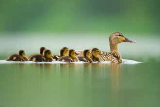 Mallard family by Andrew Parkinson/2020VISION