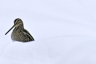Common snipe sitting in snow by Andy Rouse/2020VISION