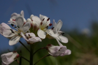 Alpine pennycress flower heads