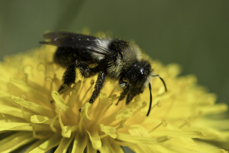 Ashy mining bee