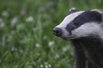 Badger sniffing the air by Bertie Gregory/2020VISION