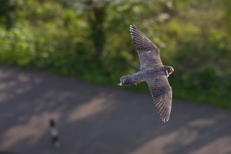 Peregrine falcon flying in an urban street by Bertie Gregory/2020VISION