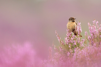 Stonechat sitting in heather by Ben Hall
