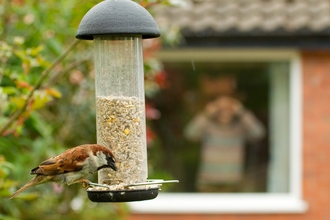 House sparrow by Ben Hall/2020VISION
