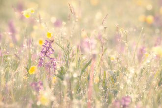 Wildflowers covered in dew by Andy Bartlett