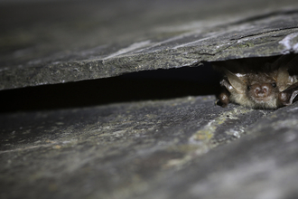 Brown long-eared bat peeking out from between two roof tiles by Tom Marshall