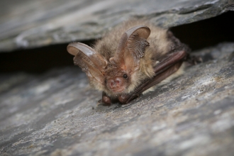 Brown long-eared bat by Tom Marshall