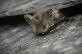 Brown long-eared bat between two roof tiles by Tom Marshall