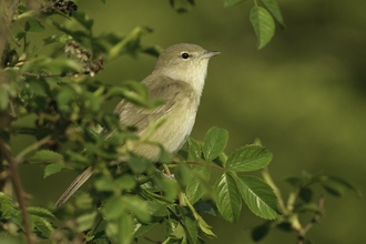 Garden warbler by Chris Gomersall/2020VISION