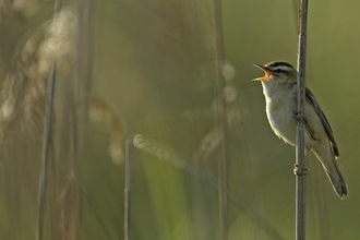 Sedge warbler (small bird with creamy breast, cream stripe over the eye and a brown head) clinging to a stem and singing