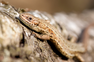 Common lizard basking on a tree trunk by Tom Marshall