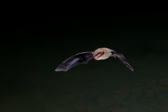 Daubenton's bat in flight by Dale Sutton/2020VISION