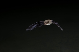 Daubenton's bat in flight by Dale Sutton/2020VISION