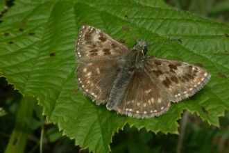 brown/grey dingy skipper resting on green leaf by Philip Precey