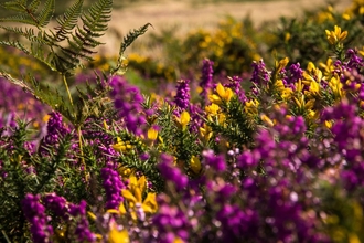 Purple heather and yellow gorse flowers by Mark Robinson