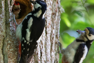 Great spotted woodpecker adults feeding juvenile at nest by Jon Hawkins/SurreyHillsPhotography