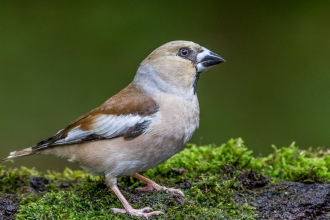 Hawfinch by Andy Morffew
