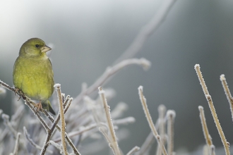 Greenfinch sitting in a snowy tree - the bird is lemony-green and has a chunky bill