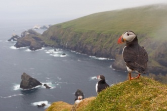 Puffin on clifftop with sea scene in background by Mark Hamblin