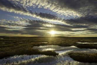 Pools on peat bog by Mark Hamblin/2020VISION