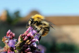 Common carder bumblebee on verbena flower by Nick Upton/2020VISION