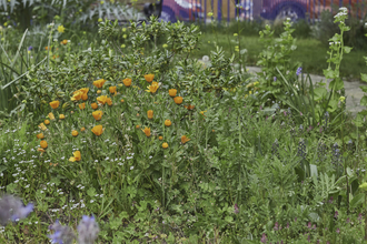 A garden in a community space with lots of green plants, orange marigold flowers and a path and cars in the background