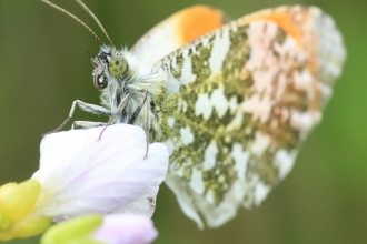 Orange tip butterfly showing patterned underwings and orange tips by Vicky Nall