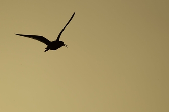 The silhouette of a flying redshank in front of a hazy glow of sun