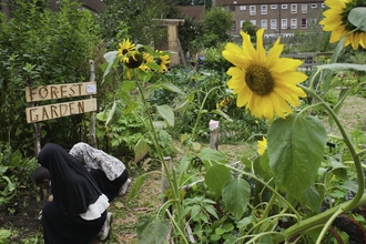 People in a community garden with sunflowers in the foreground and buildings in the background