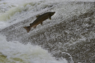 Salmon leaping out of water by Rob Jordan/2020VISION