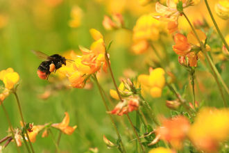 Red-tailed bumblebee flying to bird's-foot trefoil