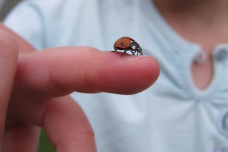 Ladybird on a child's finger by Adam Cormack