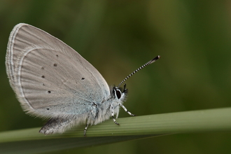 Small blue butterfly on a grass stem by Vaughn Matthews