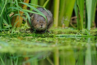Water vole by Terry Whittaker/2020VISION