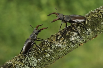 Stag beetles on a branch with 'antlers' facing each other by Terry Whittaker/2020VISION