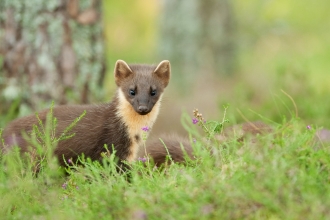 Pine marten in woodland by Terry Whittaker/2020VISION